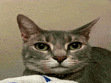 a close up of a cat laying on a blanket and looking at the camera .