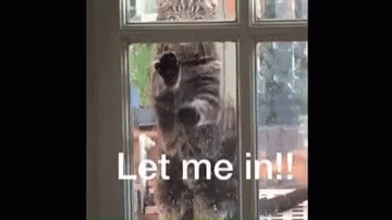 Let Me In Trapped GIF - Let Me In Trapped Cat GIFs