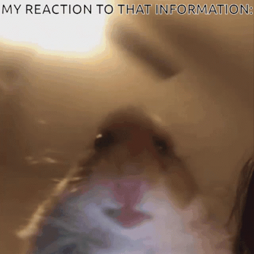 Reaction Hamster GIF - Reaction Hamster My Reaction To That Information GIFs