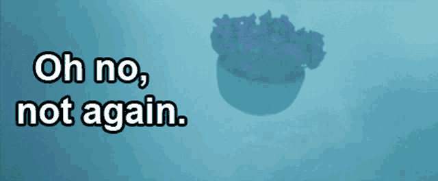 a picture of a potted plant with the words oh no not again