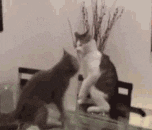 two cats are standing next to each other on a table .