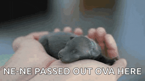 a person is holding a small puppy in their hands with the words " ne-ne passed out ova here " above it