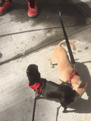 Chihuahua Dog GIF - Chihuahua Dog Sniff GIFs