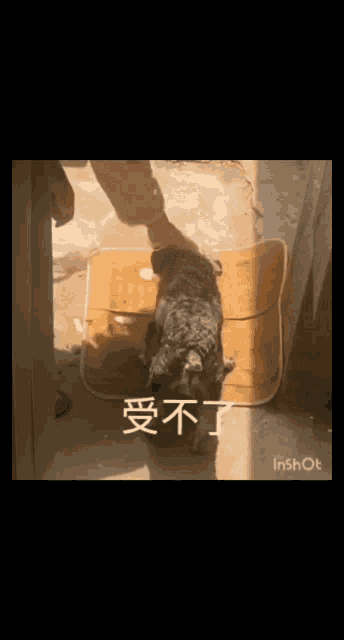 a person is petting a dog on a mat with chinese writing on it