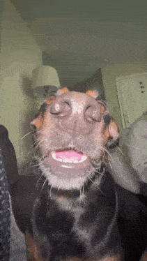a close up of a dog 's face with its eyes closed