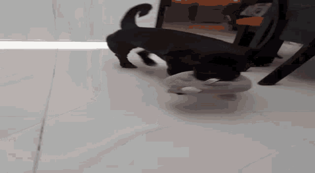 a black dog is playing with a white object on the floor .