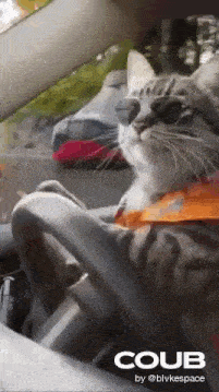 Cat Competition GIF - Cat Competition Pilot GIFs