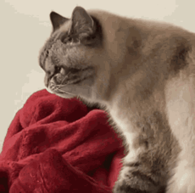 a cat is laying on a red blanket and looking at something