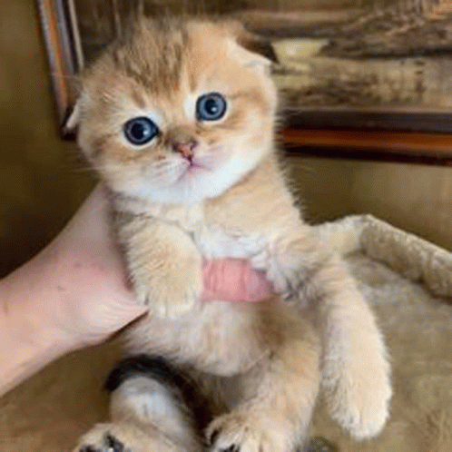 Cuty Kitty GIF - Cuty Kitty GIFs