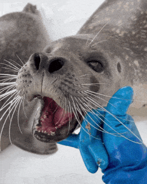a person wearing blue gloves is petting a seal with its mouth open