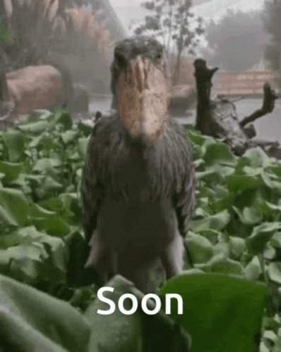 Shoebill Stork Soon GIF