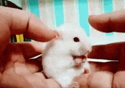 Surprised Shock GIF - Surprised Shock Mouse GIFs