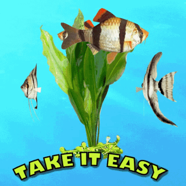 Take It Easy Taking It Easy GIF - Take It Easy Taking It Easy Just Relax GIFs