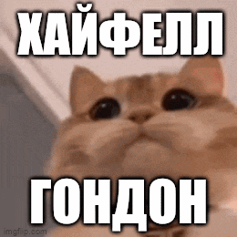a close up of a cat 's face with a caption in a foreign language .