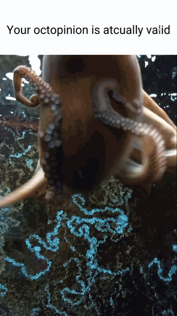 Octopinion Shrimple GIF - Octopinion Shrimple Ih92 GIFs