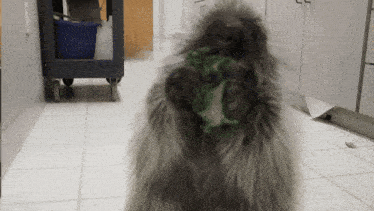 a gif from gifrun.com shows a porcupine eating a green object