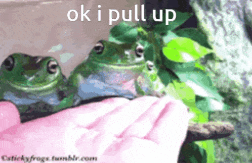 two frogs are being held in a person 's hand with the words ok i pull up written above them