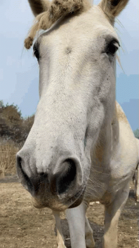 Horse Camargue GIF - Horse Camargue Hyeres GIFs