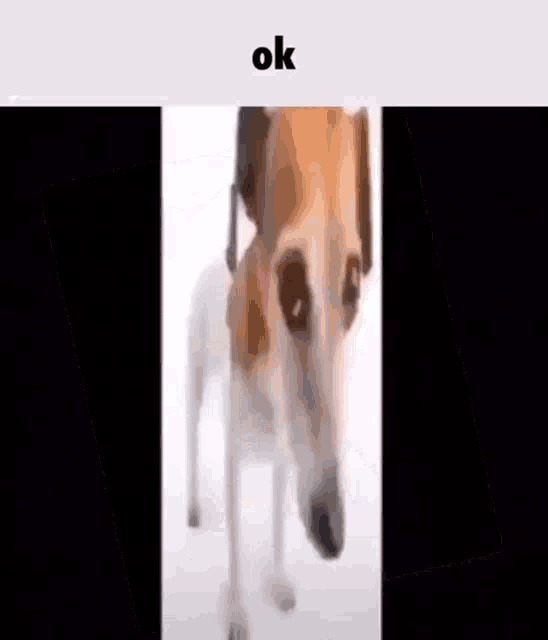 Ok Dog GIF - Ok Dog GIFs