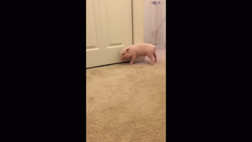 Pig Dancing GIF - Pig Dancing Pickel GIFs