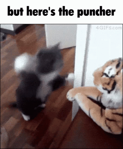 But Heres The Puncher Punching Cat GIF