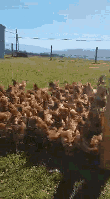 a bunch of chickens behind a wire fence in a field