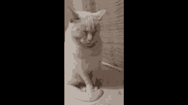 a white cat with a red ear is sitting on a table
