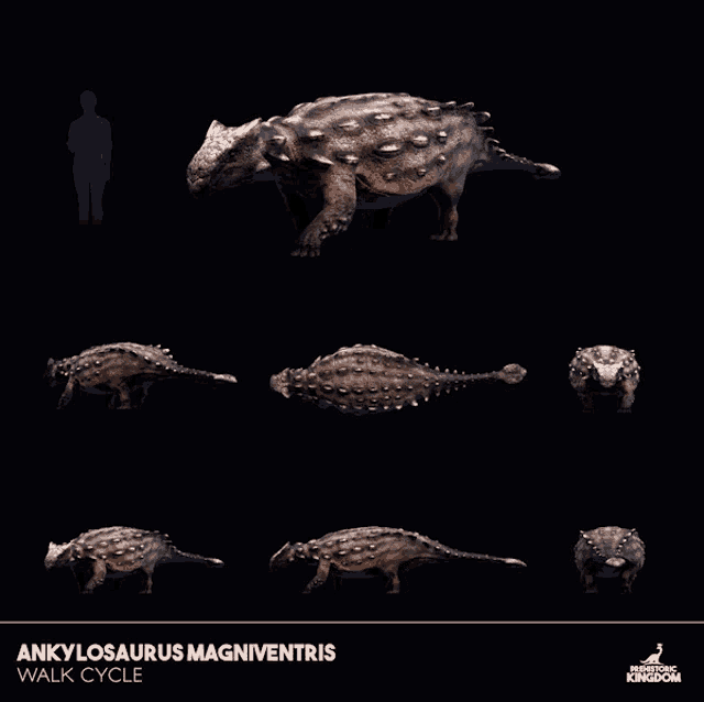 ankylosaurus magniventris walk cycle poster showing different angles of the dinosaur