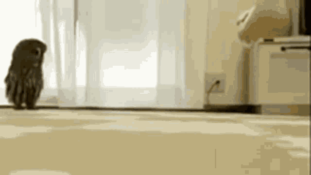 a small owl is standing on a carpet in a living room .