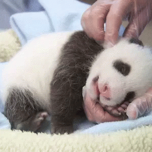 Baby Panda GIF - Baby Panda Petting GIFs