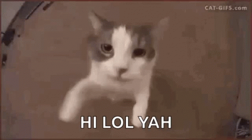 Lily Kitty GIF - Lily Kitty Cat GIFs