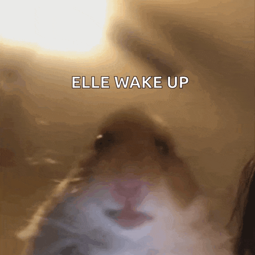 a close up of a hamster 's face with the words elle wake up above it