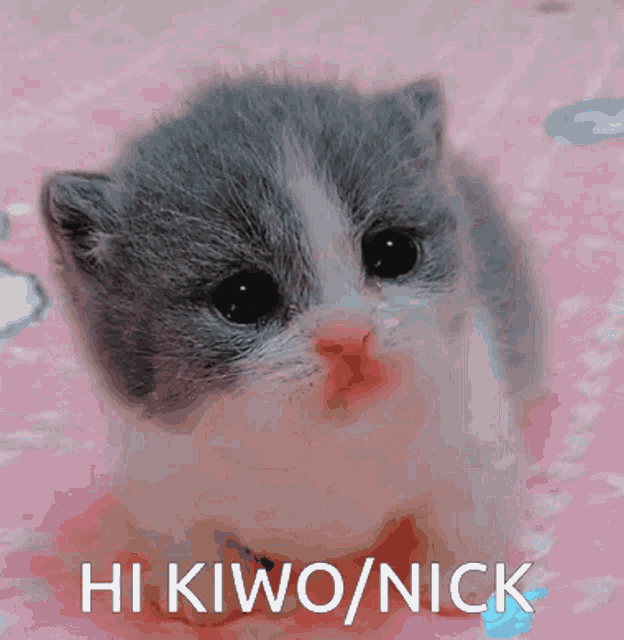 Kiwo Kiwonick GIF - Kiwo Kiwonick Nick GIFs