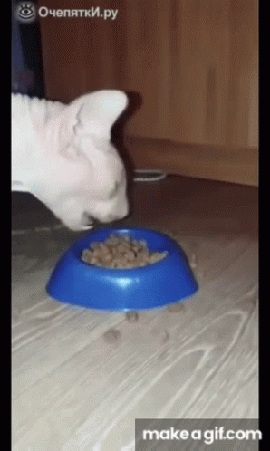 Hungry Cat GIF - Hungry Cat Chicken GIFs