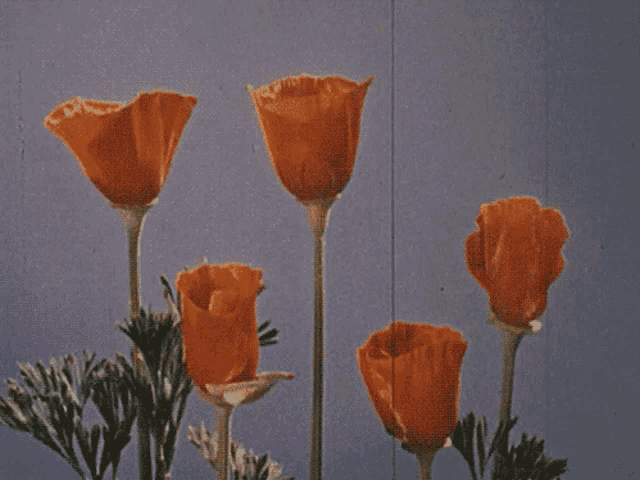 a bunch of orange flowers are against a blue sky