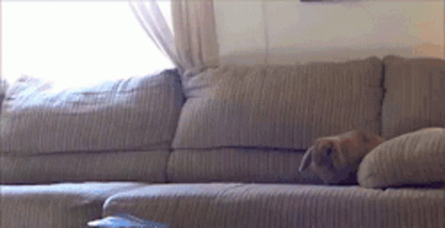 Fast Quick GIF - Fast Quick Bunny GIFs