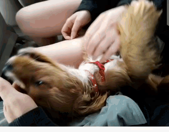 a dog wearing a red collar is laying on its back