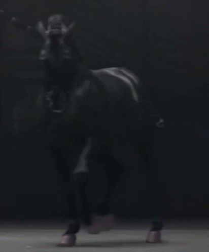 Animal Horse GIF - Animal Horse Instinct Of Color GIFs