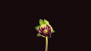 Flower Blooming GIF
