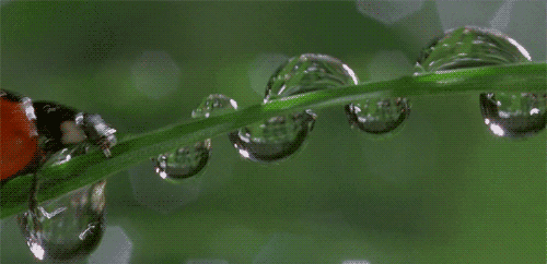 a ladybug is sitting on a green leaf with water drops on it