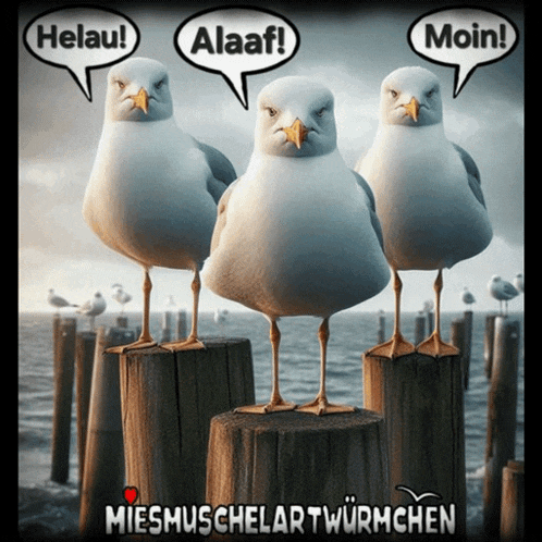 three seagulls with speech bubbles that say helau alaf and moin