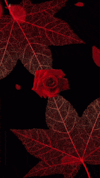 a woman surrounded by red roses and petals