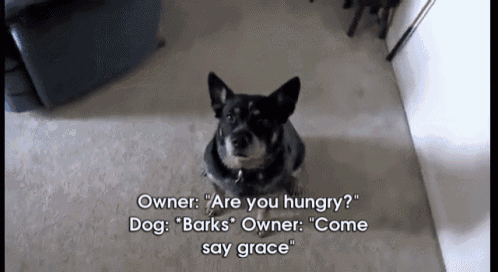 Dog Says Grace Before Eating GIF - GIFs