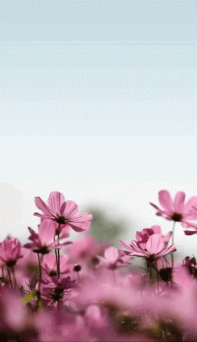 Moms Day Happy Mothers Day GIF - Moms Day Happy Mothers Day Happ Moms Day GIFs