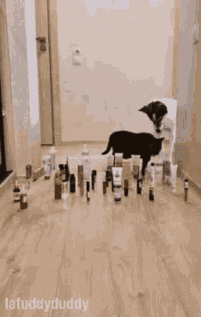 a dog is standing in a hallway with a bunch of makeup laying on the floor