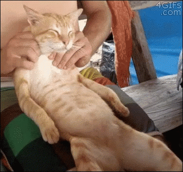 Cat Massage GIF - Cat Massage The Life GIFs