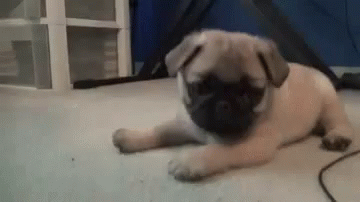 Puppy Happy GIF - Puppy Happy Excited GIFs