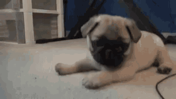 a pug puppy is laying on the floor in a room with a vacuum cleaner .