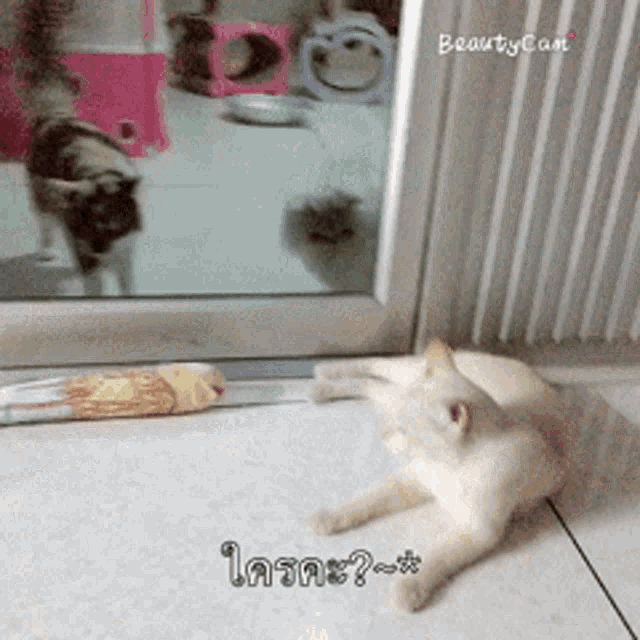 a cat laying on the floor in front of a mirror with beauty cam written on the bottom right