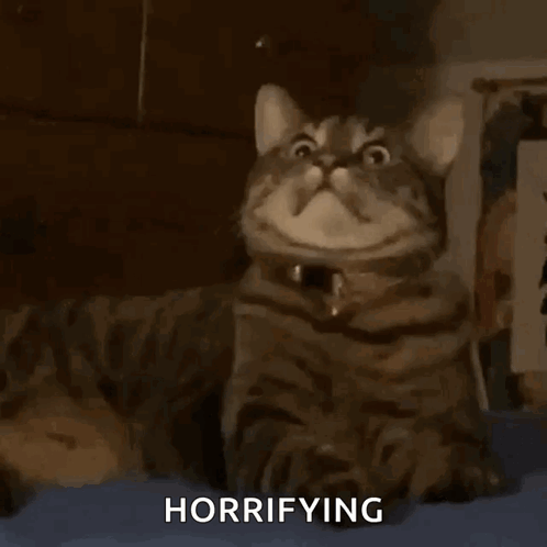 Cat Cats GIF - Cat Cats What GIFs